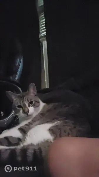 Lost cat, Addison Drive, 1163, Reynoldsburg, Panama City - male, blue eyes, very timid - photo