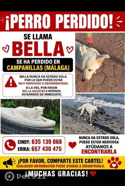 Perdido perro hembra, Calle Ágata, 57, Málaga, Alhaurin de la Torre — blanca y con chip - photo
