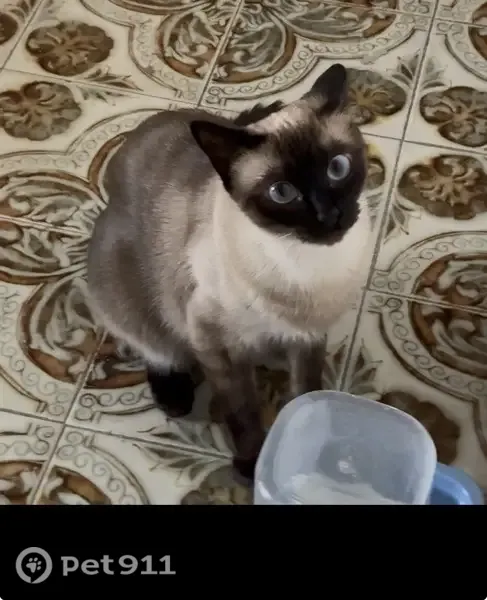 Perdido gato hembra, Pasaje Alonso de Palos, 21, Huelva - photo
