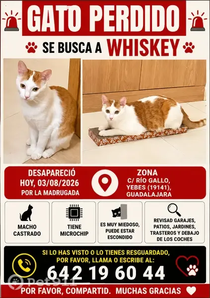 Perdido gato macho, Calle Rio Gallo, 10, Madrid - blanco y naranja - photo