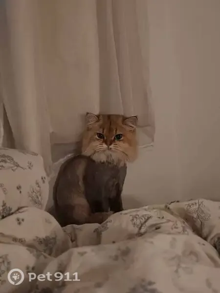 Perdido gato macho, Alameda Jaú, São Paulo — assustou-se com um cachorro e fugiu para um mato próximo - photo