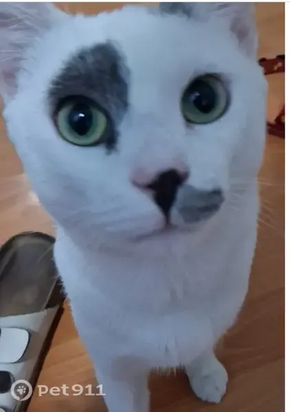 Lost cat, Maliza Drive, 09708, Soweto - male cat with grey patch above the eye and black tail - photo