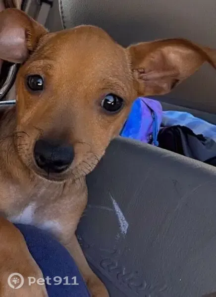 Lost dog, Ousley, Quitman - male tan chihuahua with a white chest - photo
