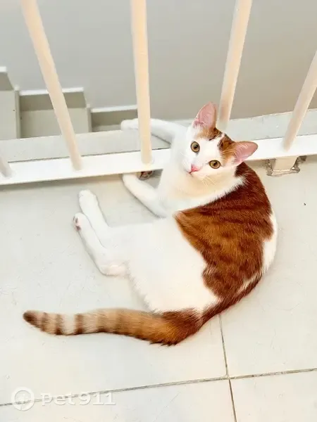 Perdido gato macho, Calle Rio Gallo, 10, Yebes, Madrid - blanco y naranja - photo