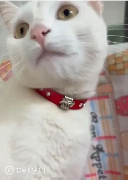 Perdido gato, Avenida 62 A, 828 — fêmea, gata branca com coleira vermelha - photo