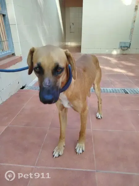 Perro perdido, Camí del Barrancó, Elche — muy miedoso con los humanos - photo
