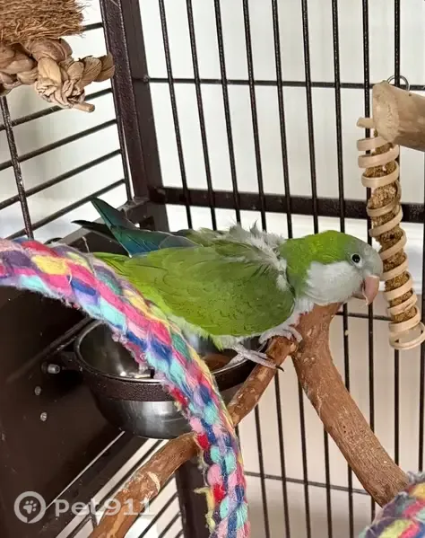 Lost bird, Roundhouse Court, 1308, Severn - mostly green, will not step up - photo