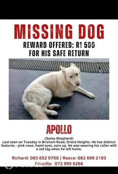 Lost dog, Brixham Road, Orient Heights, Randburg - male Swiss Shepherd - photo