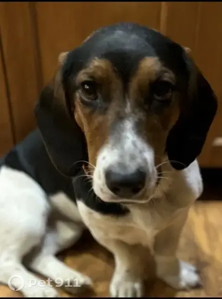 Lost dog, Lake Koshkonong, Wisconsin — tri-colored Basset Hound/Border Collie mix, 2.5 years old - photo