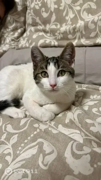 Perdido gato macho en A-6, 6, Villanueva de los Caballeros, Zamora — ojos verdes - photo