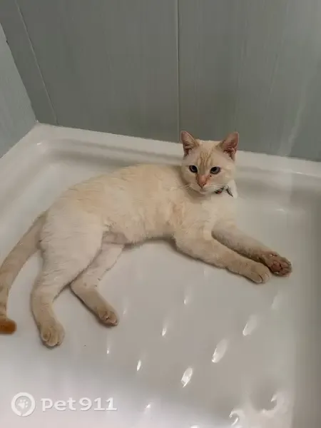 Perdido gato macho en Camino las Torres, 13, Villajoyosa - ojos azul intenso - photo