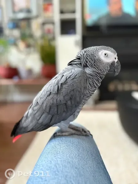 Lost bird, Gulledge Trail, 1452, Oakville — male, grey body, bright red tail - photo