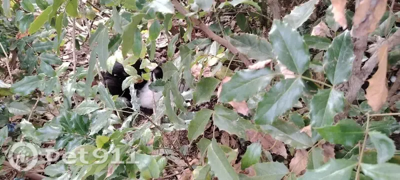 Encontrado gato en Plaça del Primer de Maig, Terrassa - negro/blanco, ojos amarillos - photo