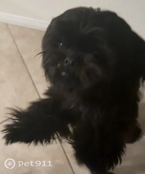 Lost dog, 70th Street, 8025, Paramount, Compton — black with a white patch - photo