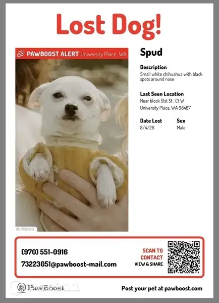 Lost dog, Sunset Drive West, 5127, Tacoma - white chihuahua - photo