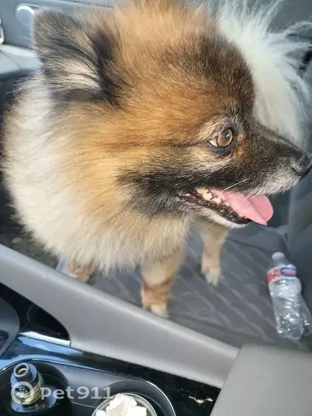Found dog, Fox Run Lane, 6157, Florence — male - photo