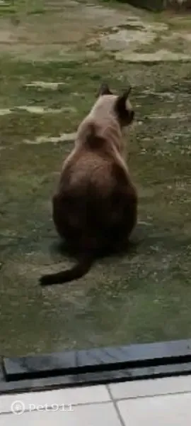 Perdido gato fêmea, Levilândia, Ananindeua - PA, Brasil - gata siamêsa assustada - photo