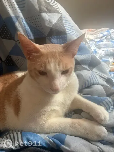 Perdido gato macho, Rua Eugênio Nideck, 361 — branco com manchas laranja, magro e medroso - photo
