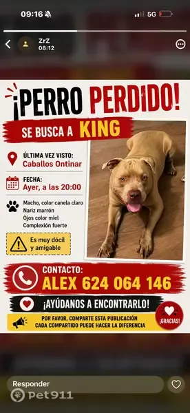 Perro perdido, Ontinar de Salz, Zaragoza - masculino, ojos marrones y miel - photo