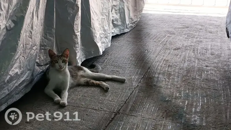 Encontrado gato hembra, Avenida Kabah, 248, Cancun — gatita calicó, delgada y de maullido agudo - photo