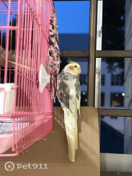 Lost bird, Singapore 530466, Hougang - young cockatiel - photo