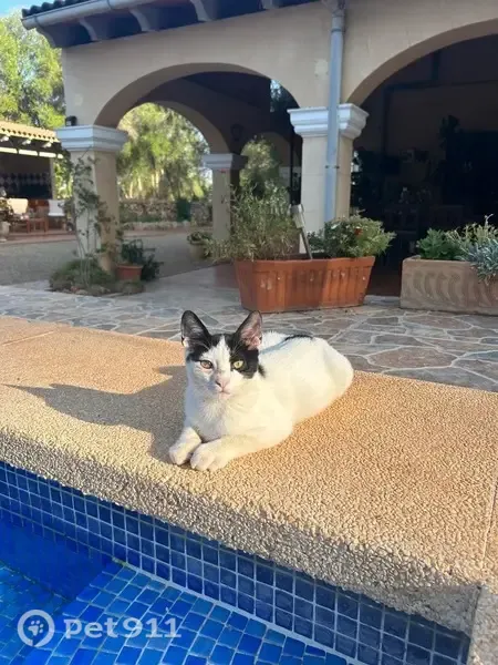 Gato perdido macho, Camí de na Bubota, Llucmajor - muy cariñoso y castrado - photo