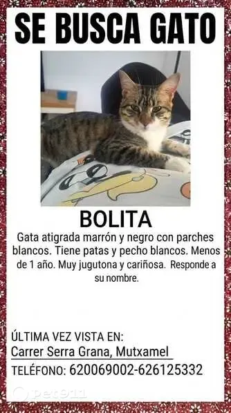 Perdido gato hembra, Carrer Serra Grana, 22, Mutxamel, El Campello - atigrada marrón y negro con patas y pecho blancos - photo