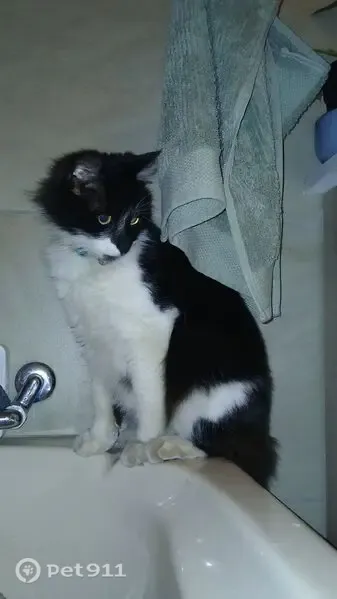 Lost cat, President Street, Potchefstroom - photo