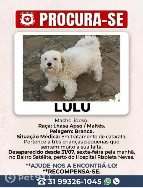 Perdido cachorro macho em Satelite, Belo Horizonte - MG, Brasil - idoso, pelagem branca - photo