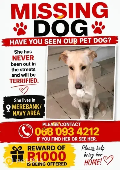 Lost dog, Merebank, Durban - female, thin and long - photo