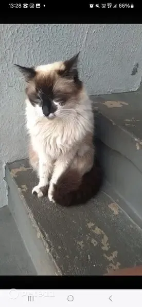Perdido gato fêmea, Rua Um, 27 - photo