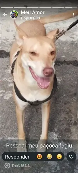 Perdido cachorro macho, Rua Itaim, 755 — caramelo e olhos claros - photo