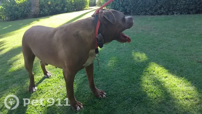 Encontrado perro macho, Urbanization Alcazaba Beach Houses, 21, Estepona — collar marrón de cuero - photo