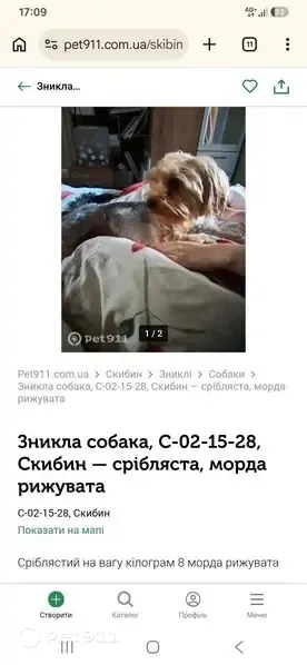 Зникла собака, Озерна вулиця, Скибин — невеликий сріблястий хлопчик з рудою пухнастою мордочкою - photo