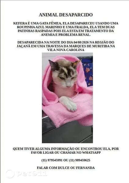 Perdido gato fêmea, Rua Frei João da Cruz, 95, Jaçanã - duas patinhas raspadas - photo
