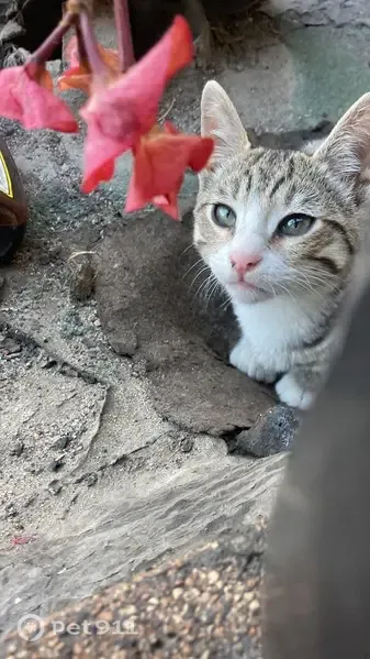Perdido gato masculino, Avenida Maria Arias Bernal, 657, Tijuana — ojos verdes y cicatriz pequeña en la nariz - photo