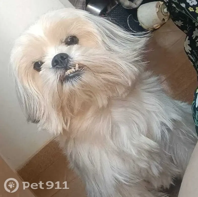 Cachorro perdido macho, Vila Jardim Rio Claro, Jataí - GO, Brasil — pelagem branca com mechas pretas no rabo - photo