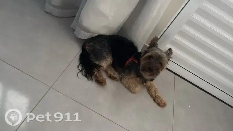 Perdido cachorro macho, Rua Professor Luiz Nardy, 1073 — dócil, marrom e preto - photo