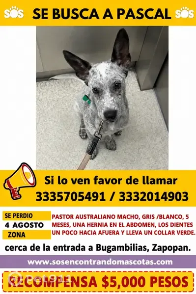Perdido perro macho, Avenida Adolfo López Mateos Sur, 5060, Zapopan, Nicolas R Casillas - pastor australiano ganadero gris con blanco - photo