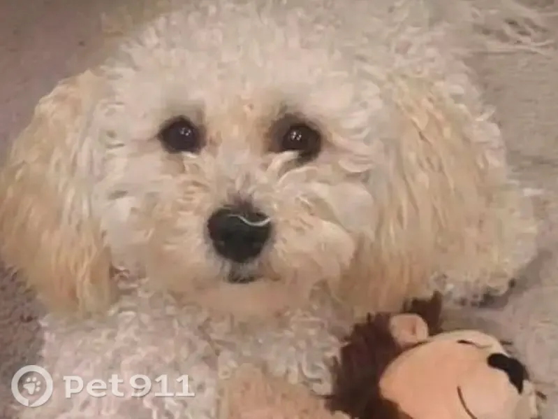 Lost dog, Burbank — white curly hair, black birth mark on tongue - photo