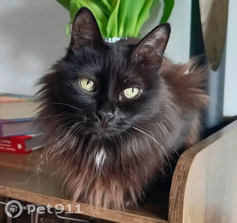 Perdido gato hembra, Calle del Reino, 22, Almozara — rabo en forma de gancho - photo