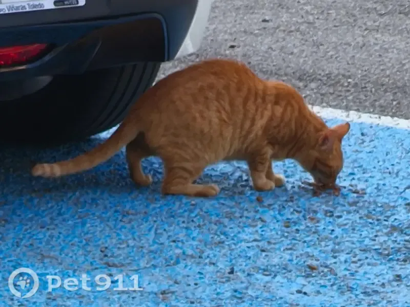 Encontrado gato en Ronda de Collsalarca, 234, Sabadell - photo