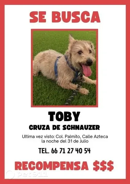 Perdido perro macho, Aztecas, 2556, Culiacán Rosales — pelo corto sin collar - photo