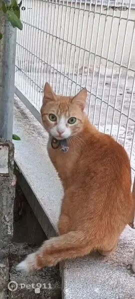 Encontrado gato hembra en Calle Tulipan, 35, Móstoles - photo