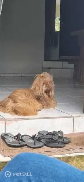 Perdido cachorro macho, Estrada da Limeira, Cubatão, próximo ao mercado Vitório — shih tzu de 6 anos - photo