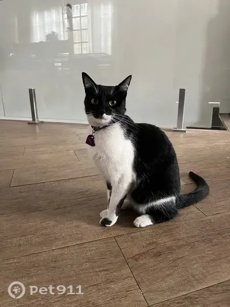 Gato desaparecido Fêmea (brl003279) - photo