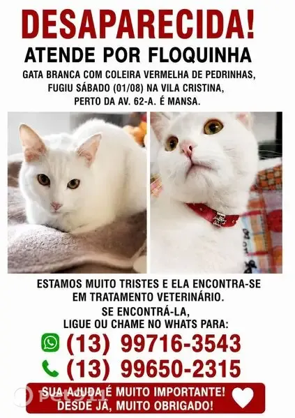 Perdido gato fêmea, Avenida 62 A, 248 — branca, com coleira vermelha - photo