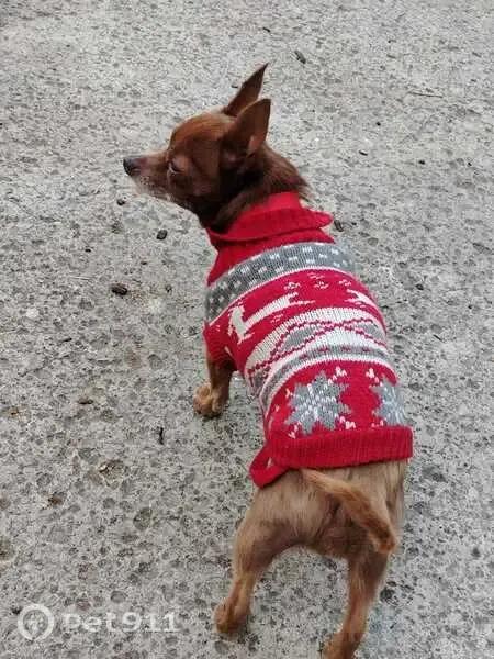 Perdido perro masculino, Ejido San Mateo Nopala, Naucalpan de Juarez, chihuahua de 10 años - photo