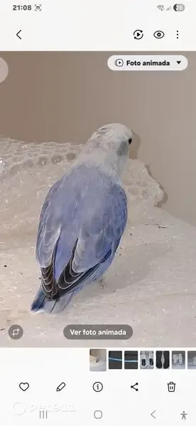 Encontrada ave, Calle Leganés, 55, Getafe, Getafe - blanca y azul, desorientada - photo