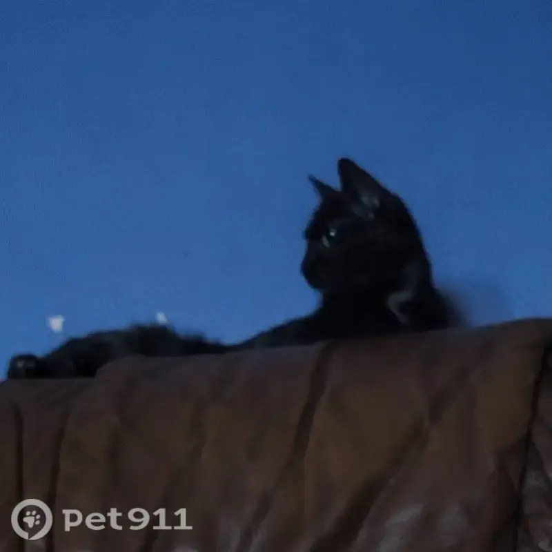 Perdido gato hembra, Avenida de las Ciudades, 42, Getafe — gata negra pequeña con manchitas marrones - photo
